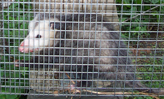 Orlando Pest Wildlife Removal - Animal Trapping in Central Florida