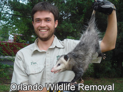 Orlando Pest Wildlife Removal - Animal Trapping in Central Florida